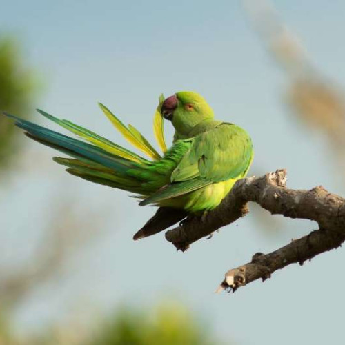Papagalul Micul Alexandru observat în libertate în România
