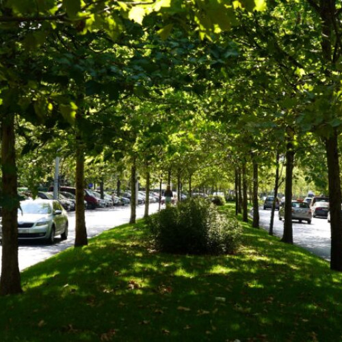 Primăria Sectorului 3 accelerează amenajarea spațiilor verzi