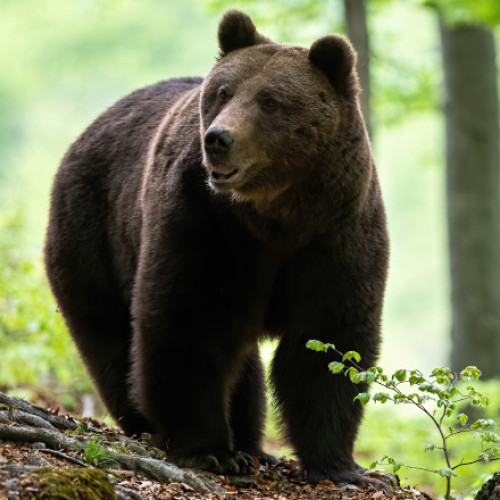 Președintele Iohannis a promulgat legea privind gestionarea populației de urși