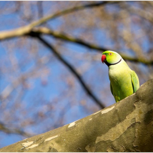 Papagalul Micul Alexandru, o specie exotică observată în România