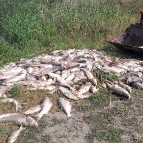 Situație critică pentru crescătorii de pește din județul Botoșani