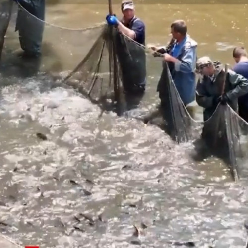 Canicula afectează grav fermele piscicole din România