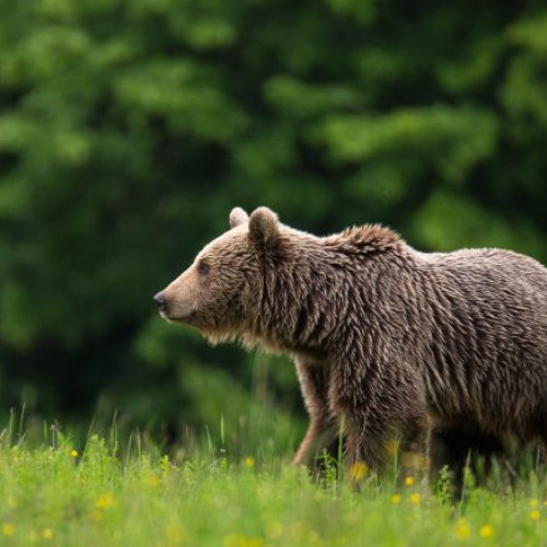 Tanczos Barna: Noua lege pentru gestionarea populației de urși, necesară pentru protejarea vieților omenești
