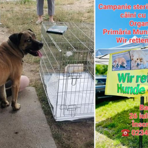 Campanie gratuită de sterilizare a câinilor de rasă comună în Bacău