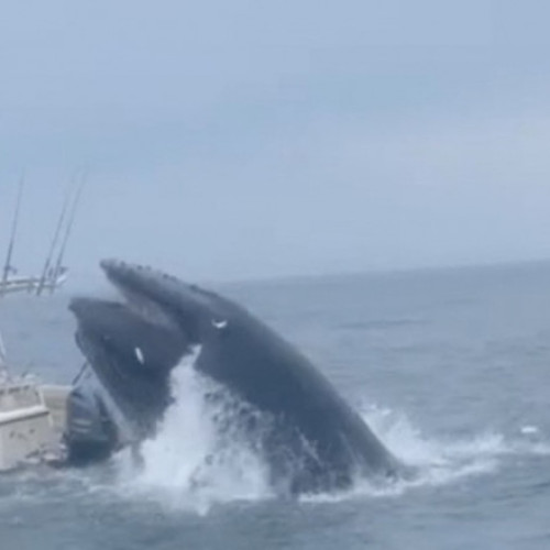 O barcă a fost răsturnată de o balenă în New Hampshire