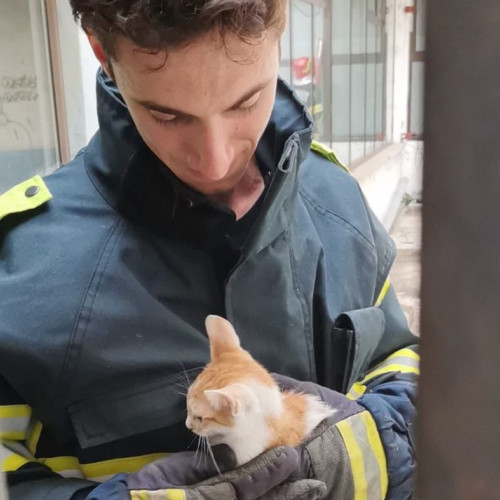 Pisoi salvat de pompieri de pe acoperișul unui bloc din Botoșani