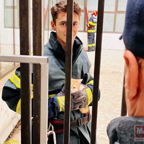 Pisoi salvat de pompierii botoșăneni după o intervenție neobișnuită