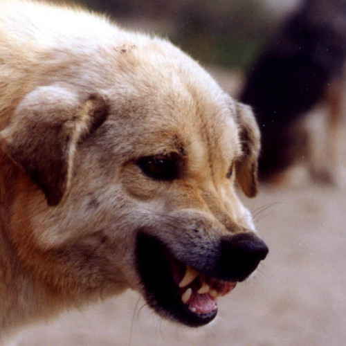 Profesora din Găești atacată de o haită de câini