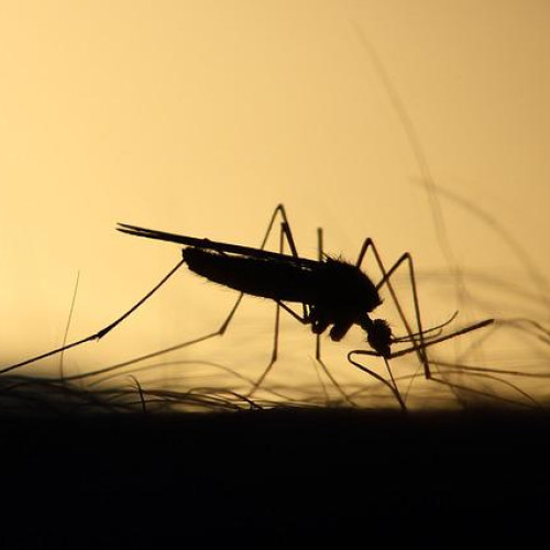 Primul caz de infectare cu virusul West Nile în București, din această vară
