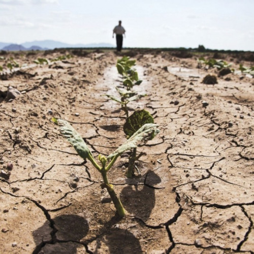 Seceta severă amenință agricultura în județul Botoșani în 2024