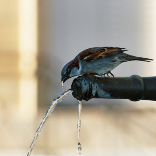 Cismelele cu apă potabilă și pulverizatoarele de apă vor fi instalate în Sectorul 3