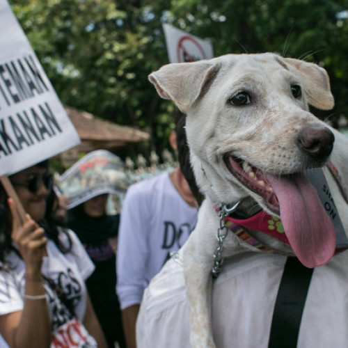 Sute de frigarui și kilograme de carne de câine confiscate în Bali