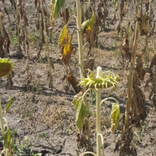 Ministerul Agriculturii va oferi despăgubiri fermierilor afectați de secetă