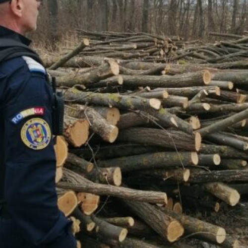 Reducerea tăierilor ilegale de lemn în județul Vaslui