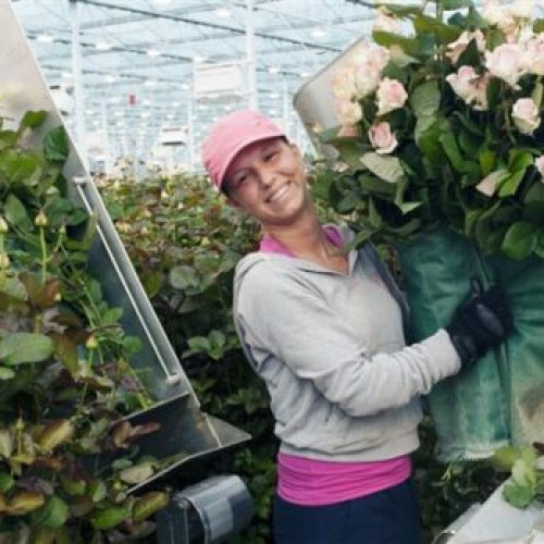 Oportunități de muncă în Spațiul Economic European pentru vranceni