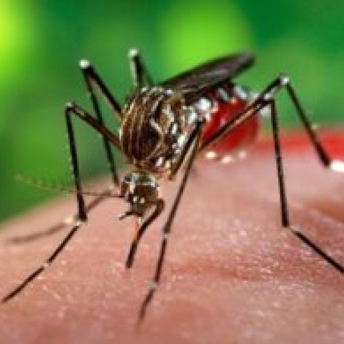 Primul caz de infectie cu virusul West Nile in Bucuresti