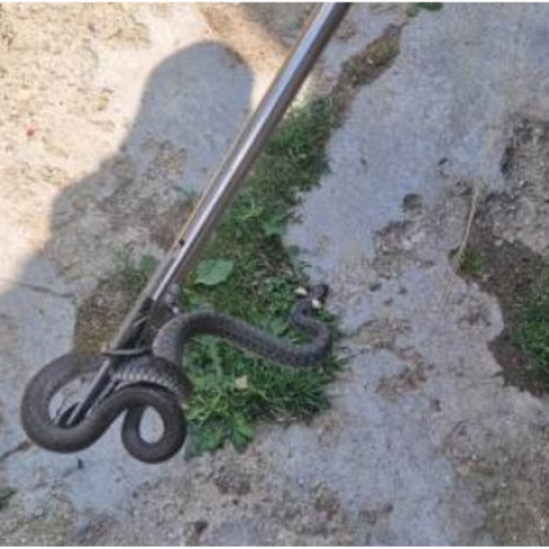 Video&Foto O familie din Argeș s-a trezit cu un șarpe în dormitorul casei. Oamenii au sunat disperați la 112