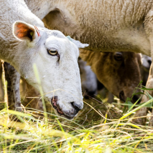 Focare noi de pesta micilor rumegătoare în județul Tulcea