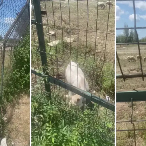 Stadionul "Nicolae Dobrin" demolat, fost loc de pășunat pentru capre