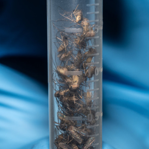 Virusul West Nile descoperit în patru sectoare ale Capitalei