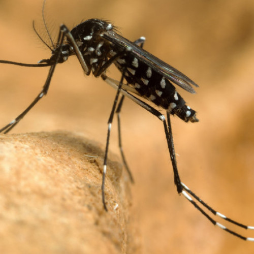 Decese cauzate de virusul Oropouche în Brazilia