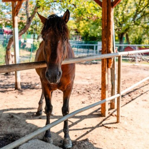Primarul Nicușor Dan anunță vizitarea a 49 de cai la adăpostul "Tei Toboc - Steaua Speranței"