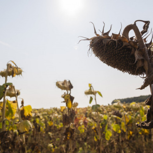 Seceta extremă afectează culturile agricole din România