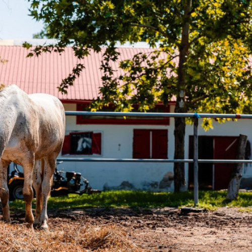 Vizitați caii abandonați din București