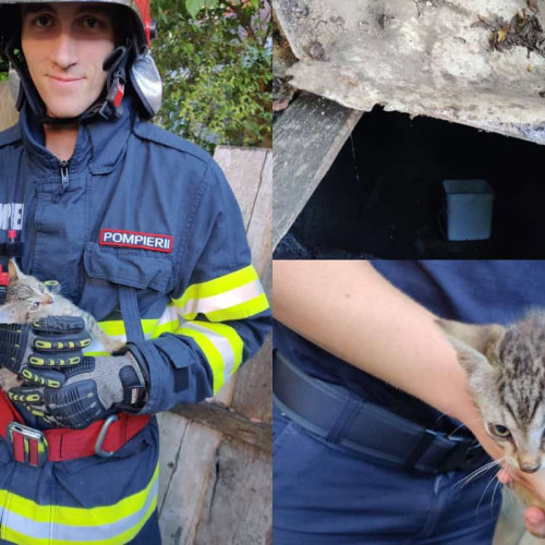 Pompierii din Alba Iulia intervine pentru salvarea unor pui de pisică căzuți într-o groapă