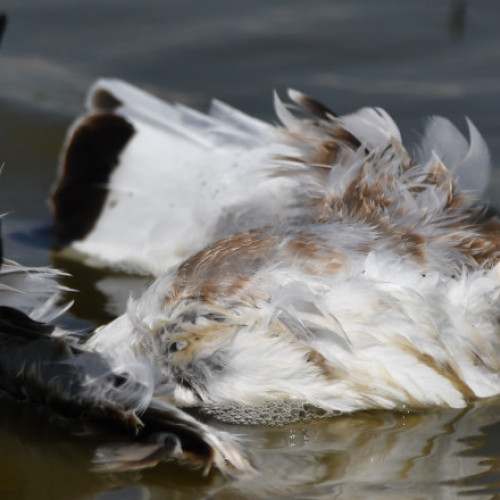 Pasări moarte sau rănite, descoperite în zona Lacului Sarat 2