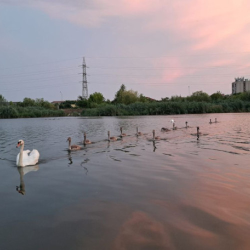 Plimbările pe malul Crisului, o tradiție pentru orădeni