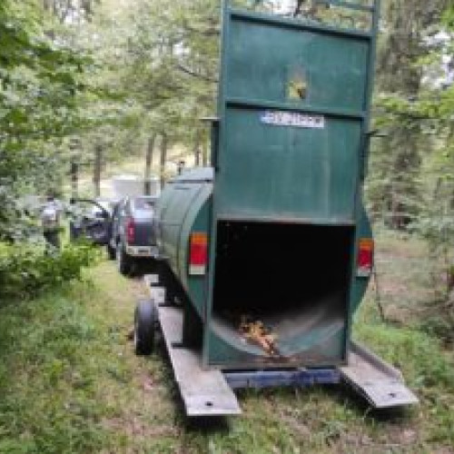 Capturarea unui urs în orașul Râșnov prin metode speciale