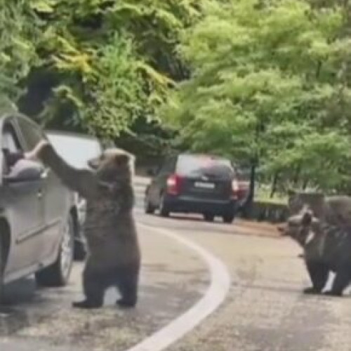 Pagubele cauzate de fauna protejată în județul Brașov