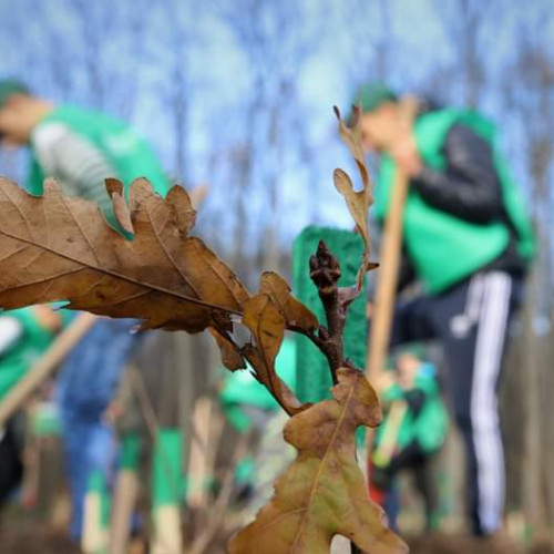 Campania de împăduriri din acest an depășește așteptările