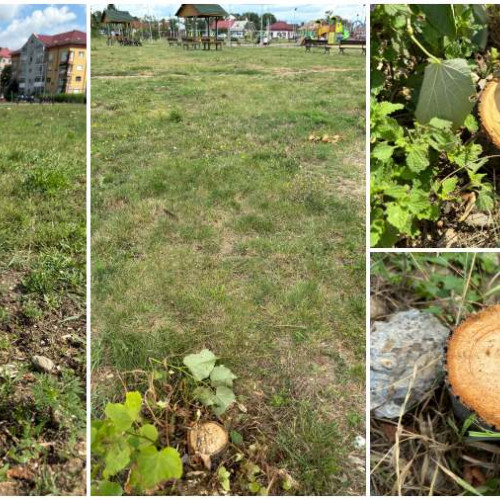 Amenda de 50.000 lei pentru Primăria Bacău după tăierea ilegală a teilor din Parcul Făgăraș