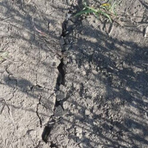 Seceta extremă afectează grav agricultura în județul Vaslui