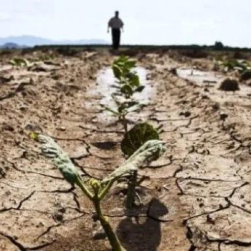 Fermierii din Vrancea, informați despre termenii cererilor de despăgubire pentru secetă