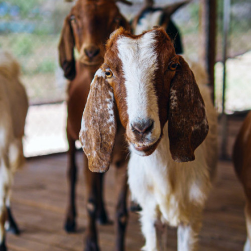 Grecia interzice transportul de oi și capre pentru a combate „ciuma caprelor”