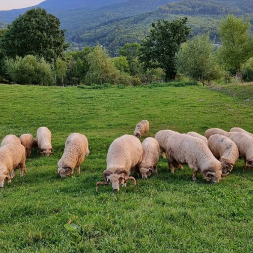 Măsuri urgente împotriva Pestei Rumegătoarelor Mici în județul Vrancea