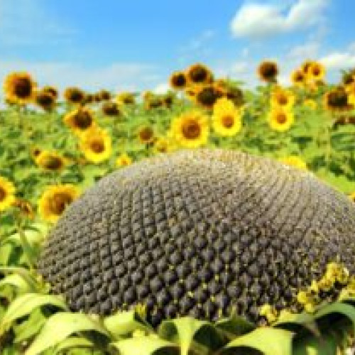 Revizuirea recoltelor agricole în Uniunea Europeană: prognoze dezamăgitoare