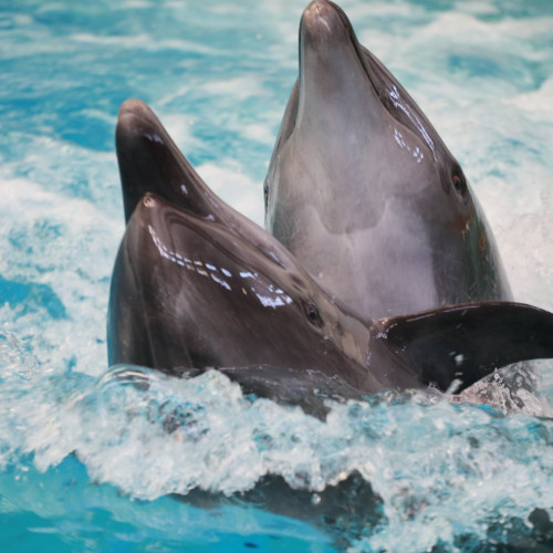 Delfinariul din Constanța, atracție majoră pentru vizitatori în 2023