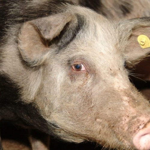 Pesta porcină africană afectează grav economia din județul Buzău