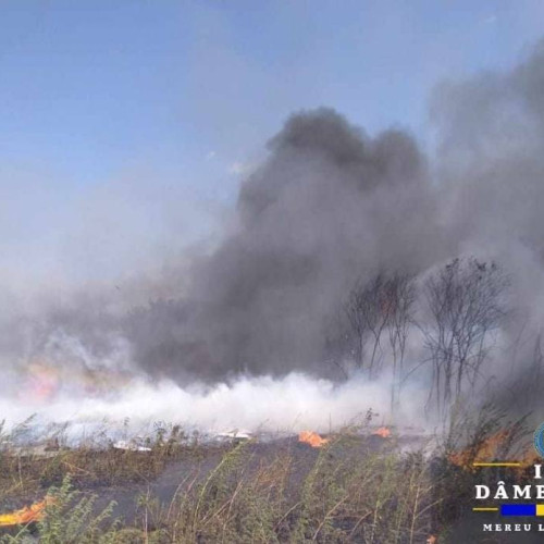 Incendiu de vegetație în cartierul Priseaca