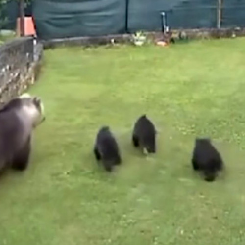 Ucidere controversată a unei ursoaice cu pui în Trento