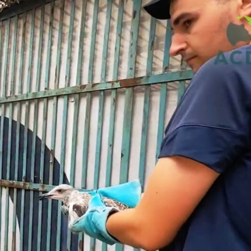 Eforturile ACDB în sprijinul animalelor sălbatice continuă