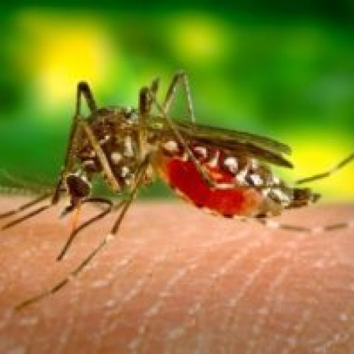 Ministrul sănătății: Un singur caz de infecție cu virusul West Nile în acest sezon