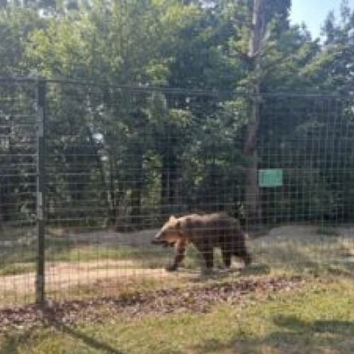Jurnaliști italieni în vizită la Sanctuarul Libearty din Zărnești pentru a studia viața urșilor