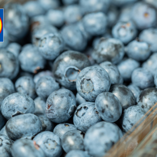 Cinci producători români au exportat afine și zmeură în Ungaria și Polonia