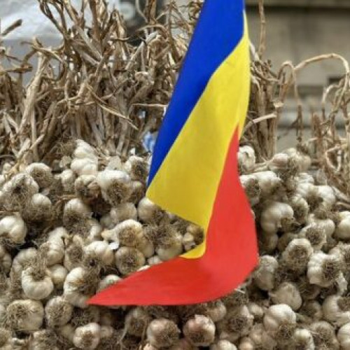 Compensare parțială pentru pierderile legumicultorilor de usturoi din Vaslui