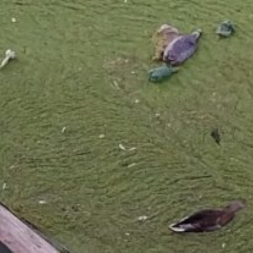 Situație alarmantă la hidrocentrala de la Voila: sute de rate moarte